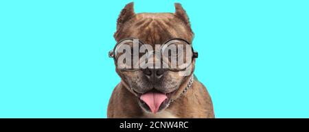 cute nerdy American Bully dog sticking out his tongue, wearing eyeglasses and sitting on blue background Stock Photo