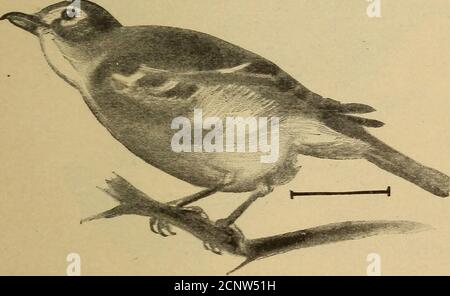 . Half hours with fishes, reptiles, and birds . Fig. 228. — Shrike. (Fig. 228). They are gray-backed, powerful birds, with all the ferocity of hawks. They prey upon other birds and various small animals, and display an amount of ferocity that is almost un-paralleled among birds. I noticed them particularly at the foot of the Sierra Madre in California, in the San -Gabriel valley. They would dash at a bird cage when hung out, cling to it with one claw, and reach for the frightened canary with the other, sometimes securing the bird, while it was utterly demoralized by the attack. One dashed viol Stock Photo