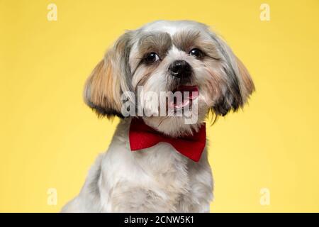 Playful Shih Tzu puppy wearing bowtie with its tongue exposed on yellow studio background Stock Photo