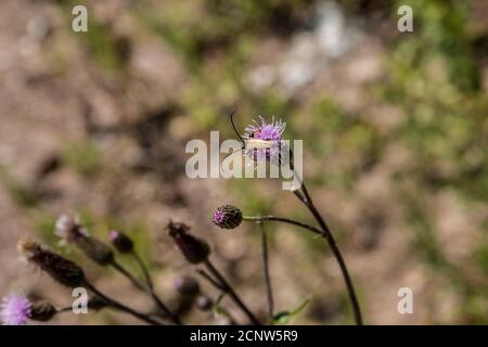 Little  brown bug on violet flower in the middle of the wildflower meadow Stock Photo