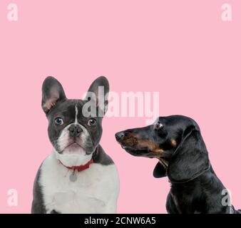 team of french bulldog and teckel dachshund wearing red collar on pink background