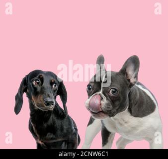 team of teckel dachshund and french bulldog licking nose on pink background