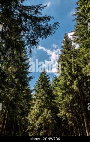 Trees and the green sky deep inside the woods Stock Photo