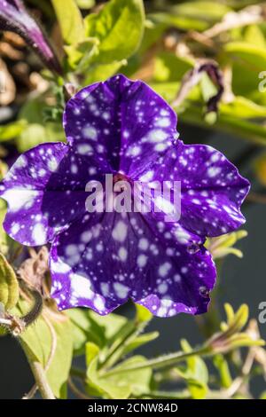 Violet flowers in the middle of the wildflower meadow Stock Photo