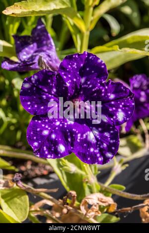 Violet flowers in the middle of the wildflower meadow Stock Photo