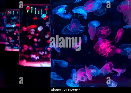 Big glowing tanks with jelly fishes Stock Photo