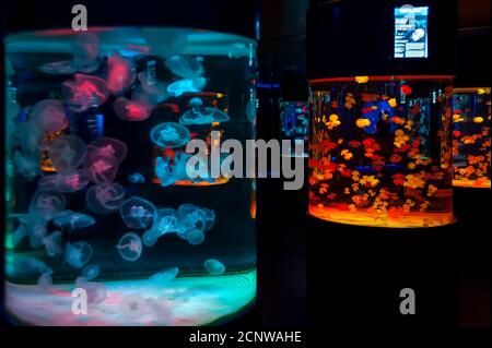 Big glowing tanks with jelly fishes Stock Photo