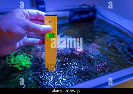 PH checking in a marine aquarium with an electronic Ph meter Stock Photo
