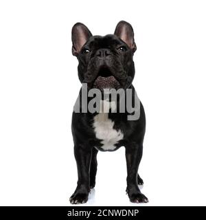Playful French Bulldog puppy being excited and having his mouth open, standing on white studio background Stock Photo