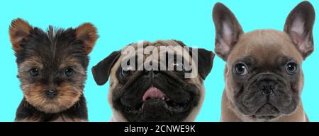 funny Pug dog is making faces between a serious Shih Tzu and French Bulldog dog on blue background Stock Photo