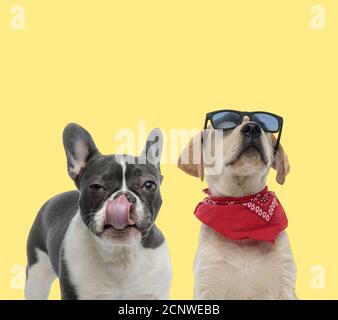 Cool French Bulldog dog wearing heart shaped Valentine's Day glasses ...