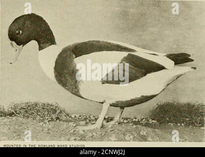 . The sportsman's British bird book . y placed in a tussockof rank grass or heather ; and at the proper season contains a smallclutch of five or six huffish or greenish white eggs, each of whichmeasures from 2 to 2;|; inches or thereabouts in length. The downis dark brown with a very indistinct light tip to each filament, but a • Ilarvic-llrown, .-/;///. Srott. Au/. //is/., 1903, ). 245. SHELDRAKE 303 conspicuous central white star. Althougli one American ornithologistwrites favourably of the shoveller as a bird for the table, the generalopinion, especially in India, is that in this respect t Stock Photo