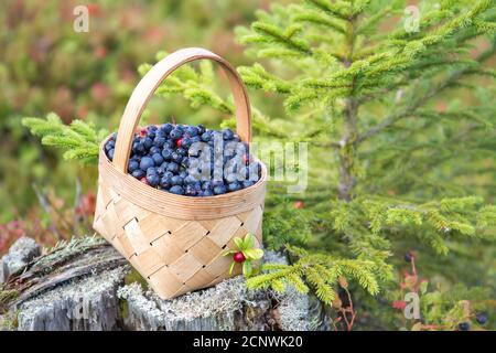 Wild berries in a wicker basket on an old tree stump Stock Photo
