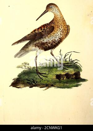 . The natural history of British birds, or, A selection of the most rare, beautiful and interesting birds which inhabit this country : the descriptions from the Systema naturae of Linnaeus : with general observations, either original or collected from the latest and most esteemed English ornithologists : and embellished with figures, drawn, engraved, and coloured from the original specimens . oufes,churches, and fometimes trees: we poflefs a neft with the eggs,built in the hollow of a conch-fliell as it laid in the garden of SirAihton Lever, at Arlington, in Lancafhire. The PLATE CLVIII. The S Stock Photo
