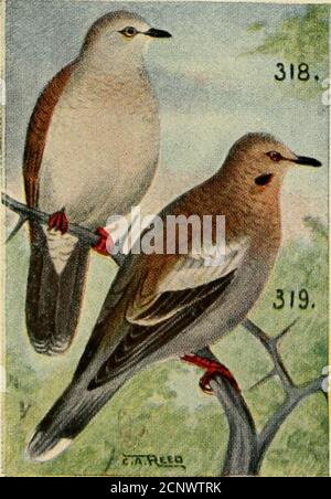 . Bird guide : water birds, game birds and birds of prey east of the Rockies . 103. I!t4 WHITE-FRONTED DOVE 318. Leptotila fulviventris brachyptcra. 12 in. No black ear-mark; under wing coverts rusty chest-nut. Forehead whitish; all but central pair of tailfeatliers tipped with white. Nest.—Indistinguishable from that of the next species. Range.—Central America and Mexico, north in Feb-ruary to valley of Lower Rio Grande. WHITE-WINGED DOVE 319. MclopcUa asiaticu. 12 in. Large black patch on the ears; tail only moderate-ly long, and broadly rounded, with large white endsto the outer feathers. B Stock Photo