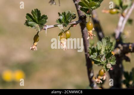 Little green gooseberries on the shrub in the garden Stock Photo