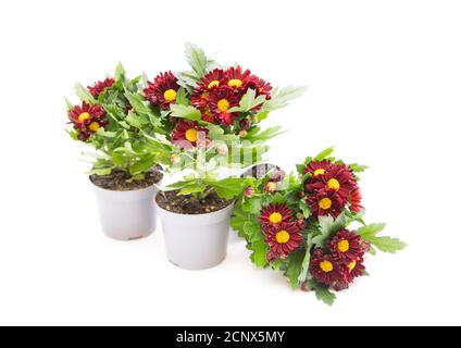 Chrysanthemum with burgundy flowers. Indoor perennial flower on a white background Stock Photo