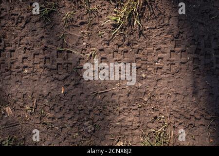 Tire tracks of mountain bikes on the muddy ground Stock Photo