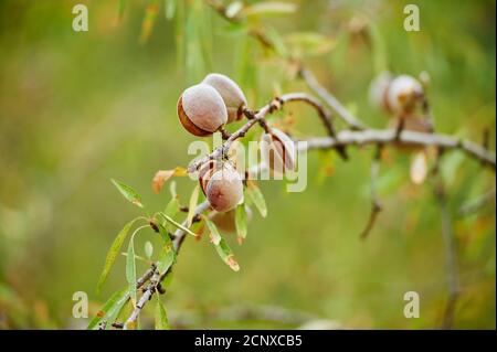 Almond tree (Prunus dulcis), nuts, ripe, Catalonia, Spain, Europe Stock Photo