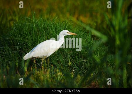 Cattle Egret (Bubulcus ibis), field, sideways, standing Stock Photo