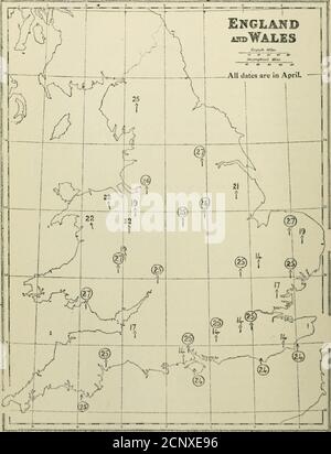 . Bulletin of the British Ornithologists' Club . Lancashireand Yorkshire. The main immigration took place between the 22nd and29th of April, when great numbers of Cackoos arrived alongthe whole of the south coast and spread northwards through-out the country as far as Yorkshire and westward to AVales,where the first birds were recorded on the 22nd, though itwas not until May the 5th that they reached those parts inany great numbers. On the 24th at the Hants light and the 25th at the Corn-wall light this species was observed on migration, and duringthe following days an increase was noted in ma Stock Photo