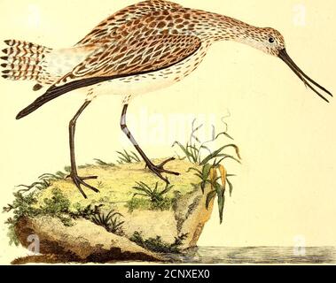 . The natural history of British birds, or, A selection of the most rare, beautiful and interesting birds which inhabit this country : the descriptions from the Systema naturae of Linnaeus : with general observations, either original or collected from the latest and most esteemed English ornithologists : and embellished with figures, drawn, engraved, and coloured from the original specimens . in their manners, do not affociate.They are found during fpring and fummer in vaft numbers in thefens of Lincolnfhire. The eggs are three or four in number, ofa greenifh or olive colour, fpotted with blac Stock Photo