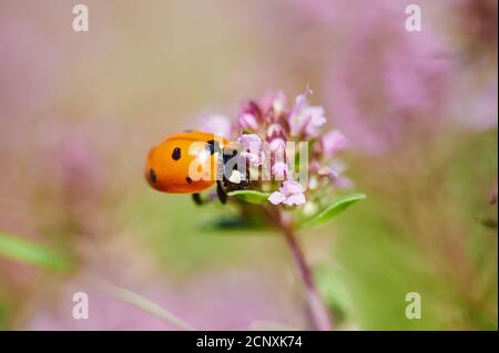 Ant seven-spotted ladybird (Coccinella magnifica), real thyme (Thymus vulgaris), blossom, sideways, sitting Stock Photo