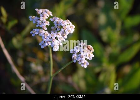 black Soldier fly on a Yarrow Stock Photo