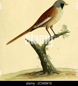 A natural history of birds illustrated with a hundred and one