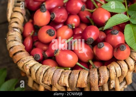 Rose hips with leaves in a basket Stock Photo