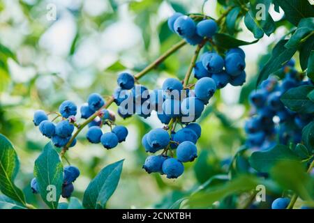 Blueberry (Vaccinium myrtillus), fruits, ripe, blue, close-up Stock Photo