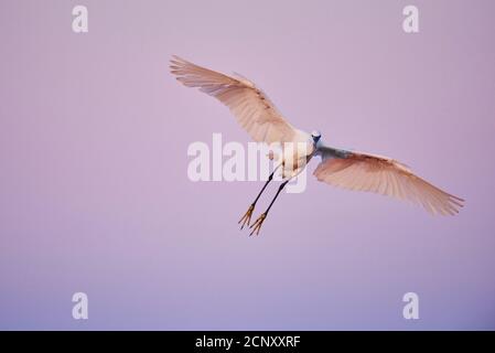 Little Egret (Egretta garzetta), flying, head-on, gaze camera Stock Photo
