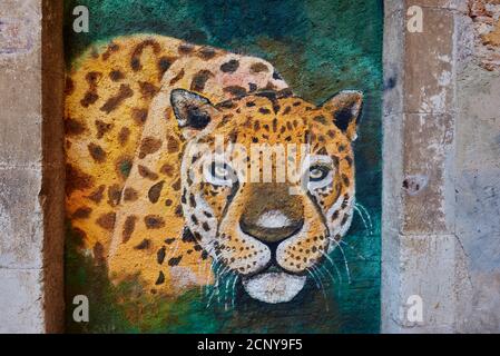 Graffiti, wall, big cat, city, path, alley, Tarragona, Catalonia, Spain, Europe Stock Photo