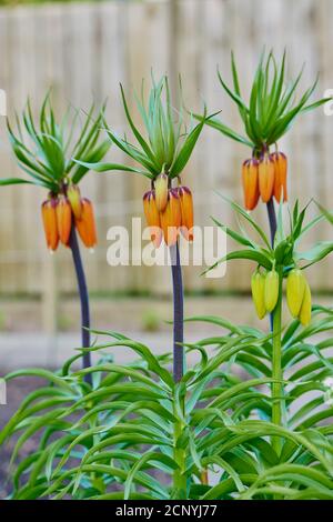Orange Billian, Crown Imperial (Fritillaria imperialis), blossom, orange, close-up Stock Photo