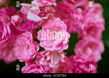 Rambler rose 'Excelsa' (Rosa), flowers, close-up Stock Photo