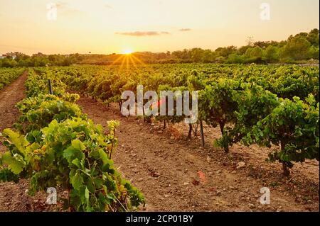 Landscape, vineyard, Tarragona Province, Catalonia, Spain, Europe Stock Photo