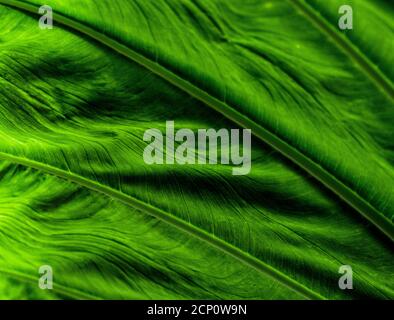 This macro shot of a leaf of the Thailand giant elephant ear plant (Colocasia gigantea) reveals an almost silky texture and delicate lines. Stock Photo