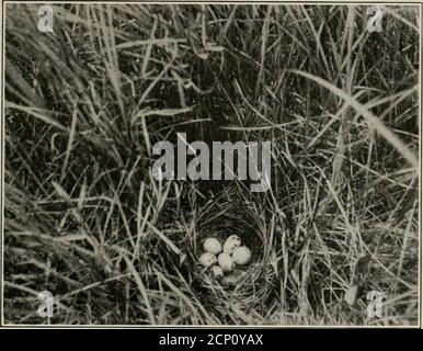 . The Wilson bulletin . mon summerresident. One nest containing four eggs was discovered in a pasturein a bunch of grass. The nest was well concealed and was found withdifficulty after it had been visited twice. The photo of this nest wastaken June 4, 1909. 13. Oxeychus vociferus. Killdeer. Common breeder. Nests generallyin the cornfields. The eggs are laid on the ground or on a few pieces Breeding Birds of an Iowa Farm 77 of broken corn husks, with little attempt at nest building. Picture takenJune 15, 1910. 14. Colinus virginianus virginianus. Bob-white. During 1909 and1910 a pair of these b Stock Photo