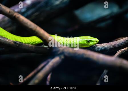 portrait of a green garden snake on a log with blue background. At the zoo. Stock Photo