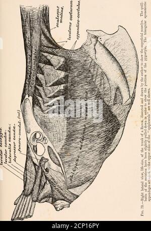 . The myology of the raven (Corvus corax sinuatus.) A guide to the study of the muscular system in birds . descending fasciculi of the longuscolli posticus. 136. The interarticulares represent another deep-seated series of intervertebral muscles. Examining themupon either side, we find that they start as a wTell-deve-loped muscle extending between the postzygapophysisof the axis to the hinder margin of the ring of theatlas. Then in general throughout the vertebral column, O O they occur as muscular bands extending from thepostzygapophysis of one vertebra to the same processesof the vertebra ne Stock Photo