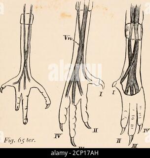 . The myology of the raven (Corvus corax sinuatus.) A guide to the study of the muscular system in birds . he tendon of theflexor to the first toe is external to the tendon of theflexor perforans digitorum profundus as it passes theankle-joint. At the back of the tarsus it crosses the latter super-ficially, and then passing directly to the under side of thehind-toe it becomes inserted into the base of its ungualphalanx. Now the larger tendon of the f. p- digitorum pro-fundus, after arriving at the sole of the foot, trifurcates,and a slip is sent to the under side of each anterior toe,where pas Stock Photo