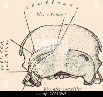 . The myology of the raven (Corvus corax sinuatus.) A guide to the study of the muscular system in birds . nbehind. It arises above from two points, viz: the ridgebounding the hinder part of the osseous ear, and secondlythe depression to its mesial side. The two heads almostimmediately blend as they pass downwards and forwards,as a curved fleshy mass, to become inserted into theposterior aspect of the articular end of the mandible,including the angle (Figs. 4 and 7). To study thismuscle properly it should be transversely divided acrossits belly at about its middle ; the two extremities may THE Stock Photo