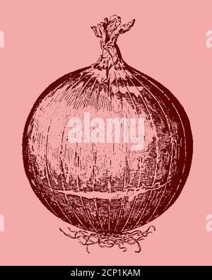 Round red onion with roots and a brittle top, isolated on a pale red background. Illustration after an antique engraving from the 19th century Stock Vector