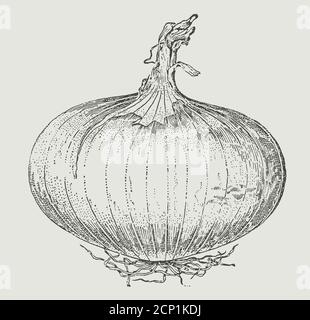 Flattened white onion with a dry top, isolated on a light grey background. Illustration after an antique engraving from the 19th century Stock Vector