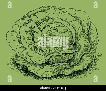 Head lettuce, isolated on a green background. Illustration after an antique engraving from the 19th century Stock Vector