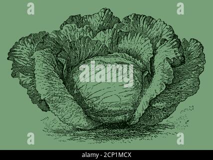 Late flat cabbage variety, isolated on a green background. Illustration after an antique engraving from the 19th century Stock Vector