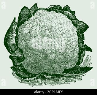 Early snowball cauliflower, isolated on a light green background. Illustration after an antique engraving from the 19th century Stock Vector