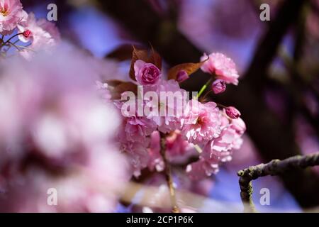 Japanese clove cherry Kanzan, ornamental cherry Stock Photo