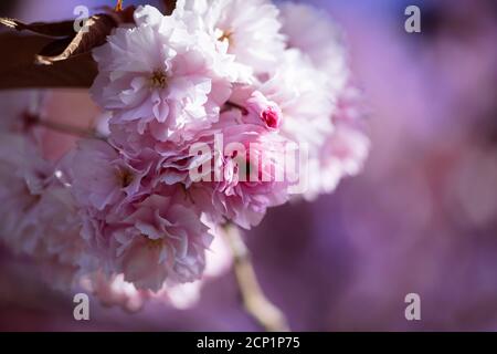 Japanese clove cherry Kanzan, ornamental cherry Stock Photo