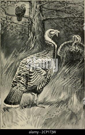 Extinct Razor Bill . Lost and vanishing birds; being a record of some remarkable extinct ...